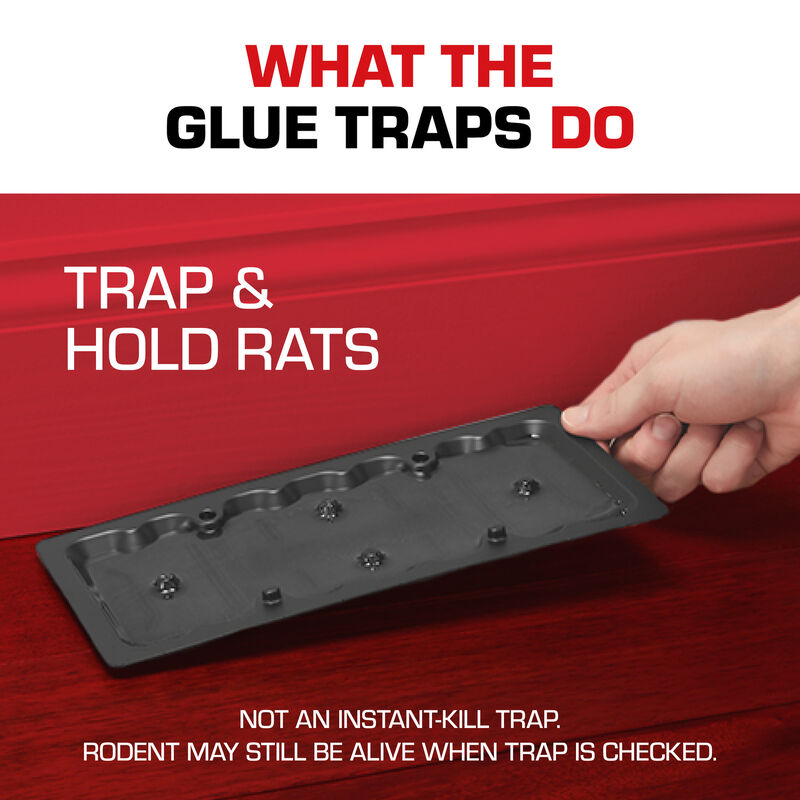 Effective no-kill rat trap - Boing Boing