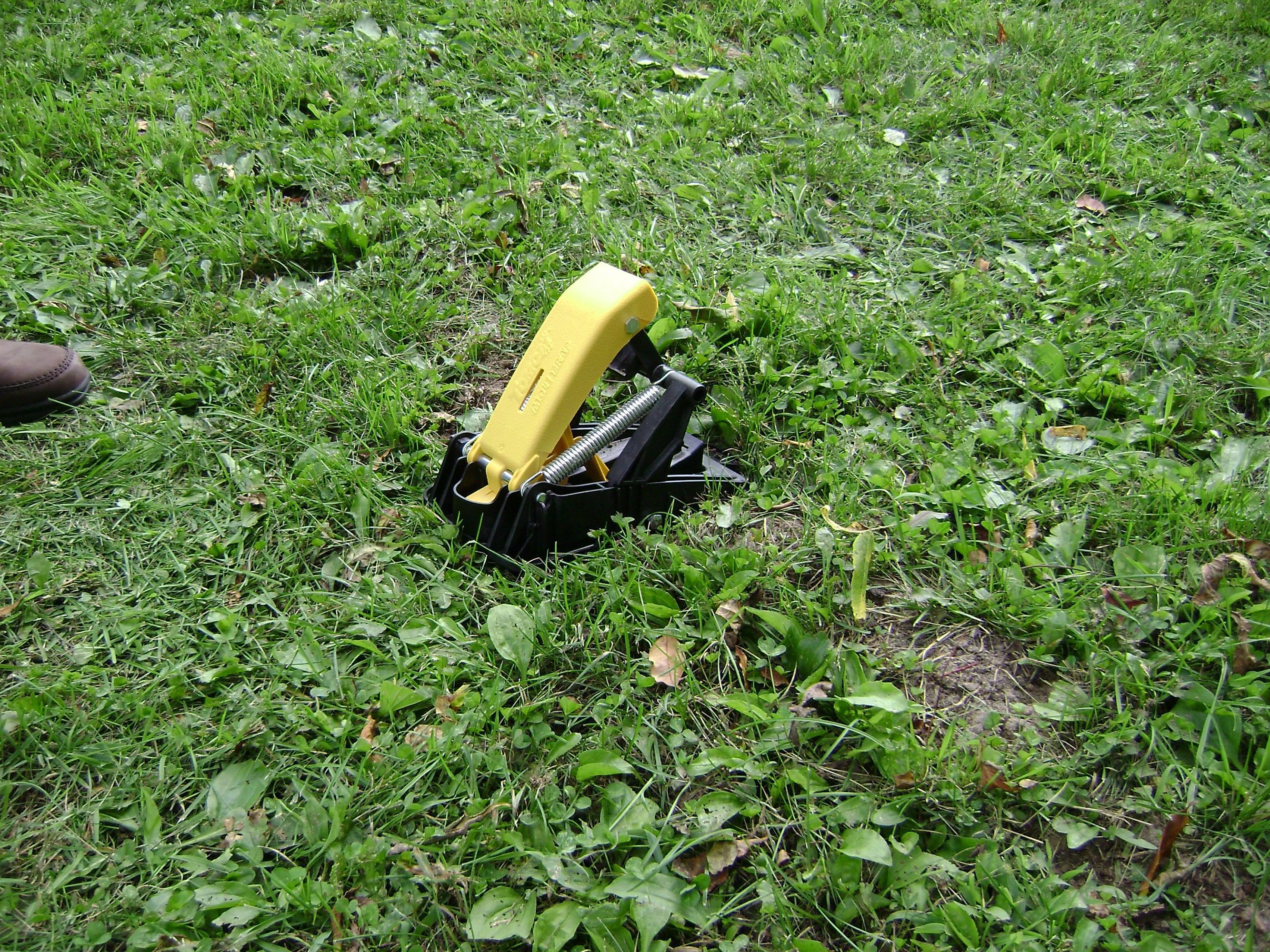 Mole shop traps lowes